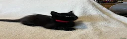 Mixed Breed cats for sale: Ragdoll x kittens  in Cardigan - Advert 14