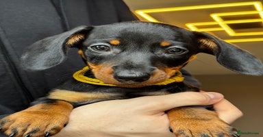 Miniature Dachshund dogs - Advert 13
