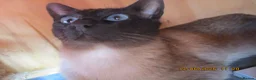 Siamese cats for sale: siamese kittens - Advert 10