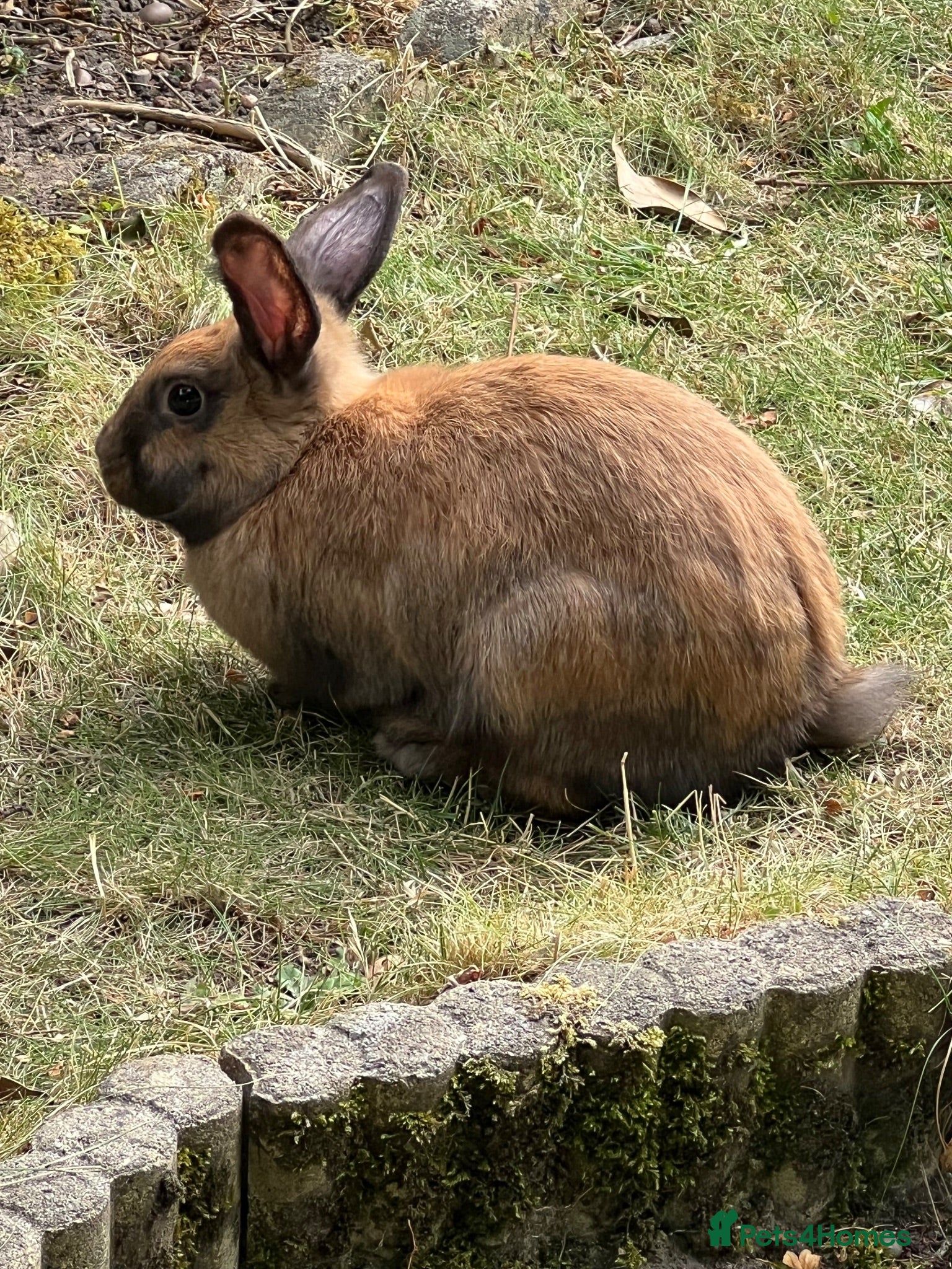 Mini Lop rabbits Mini lop female  - Advert 14