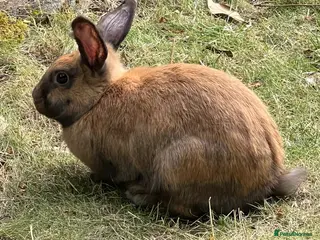 Mini Lop rabbits Mini lop female - Advert 12