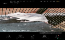 Rat rodents for sale: Dumbo rex Rats - Image 15