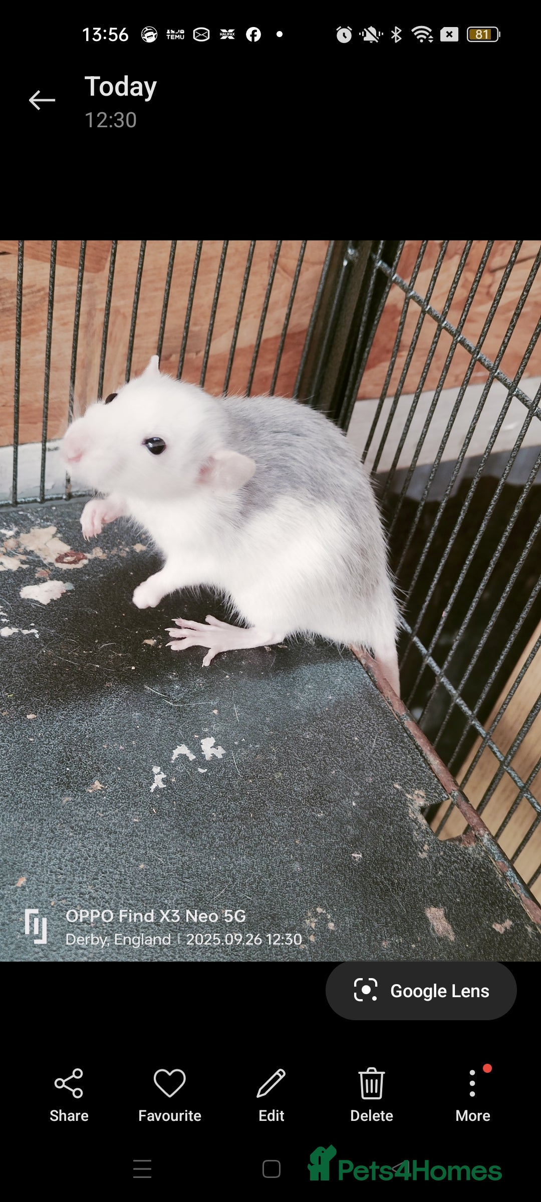 Rat rodents for sale: Dumbo rex Rats - Image 15