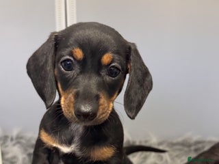 Miniature Dachshund dogs Mini dachshund puppies KC registered, DNA tested - Advert 1