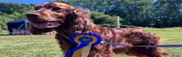 Irish Setter dogs for sale: KC registered Irish Setter puppies Bexhill-on-Sea - Advert 3