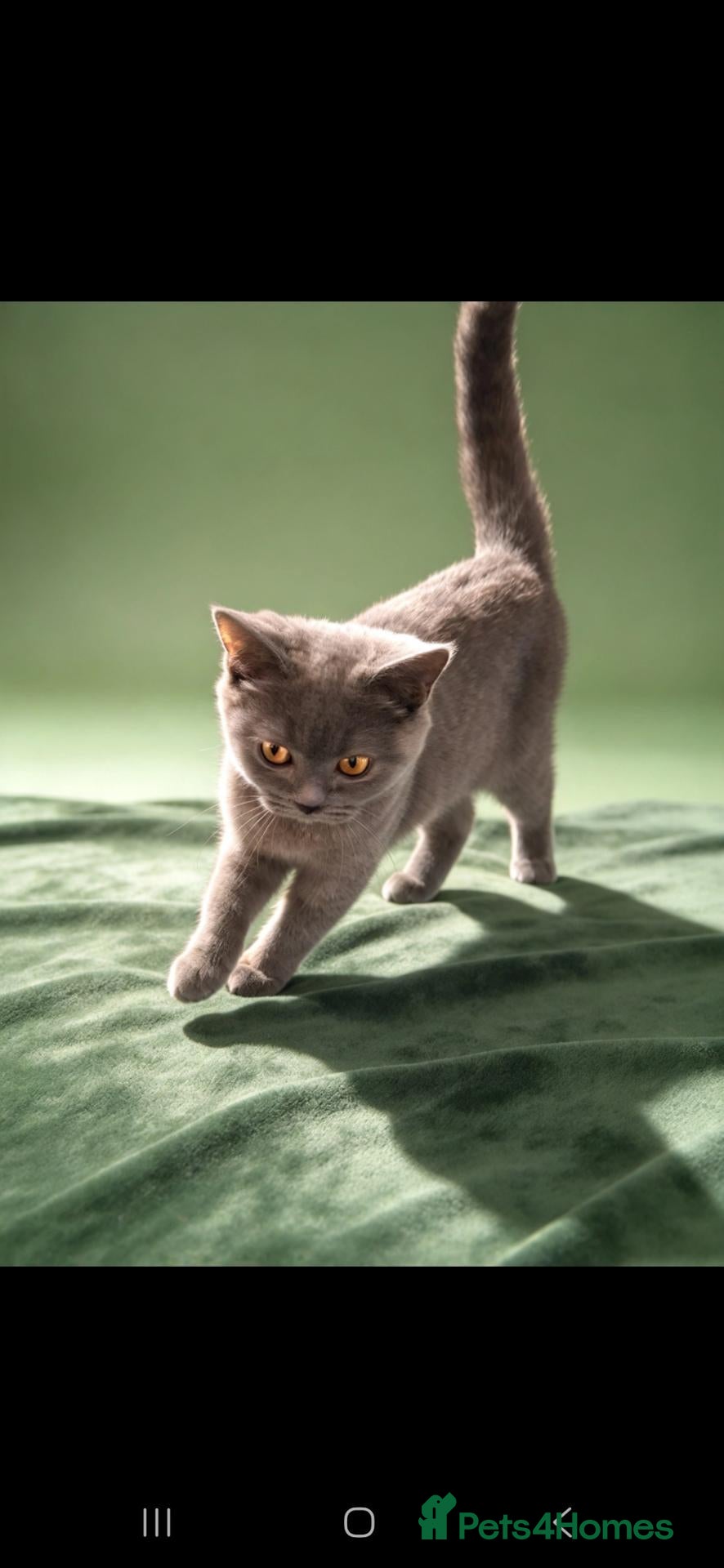 British Shorthair cats Beautiful British short-hair blue - Advert 16