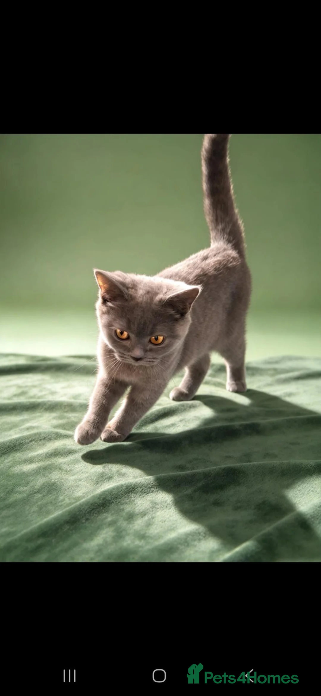 British Shorthair cats for sale: Beautiful British short-hair blue - Advert 1