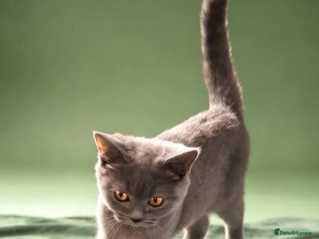 British Shorthair cats Beautiful British short-hair blue - Advert 16