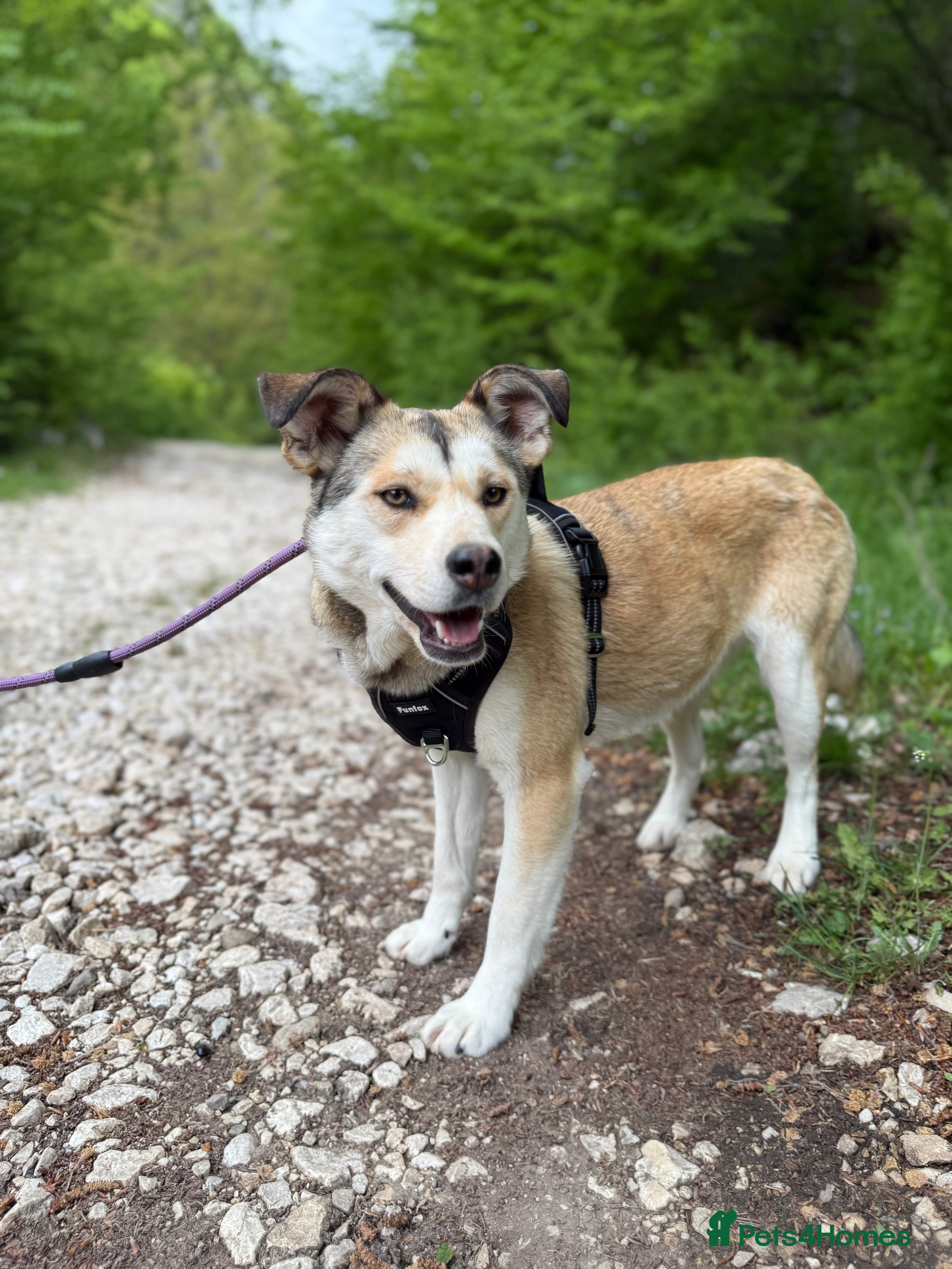 Mixed Breed dogs Eska is looking for a home with another dog  in Brighton - Advert 15