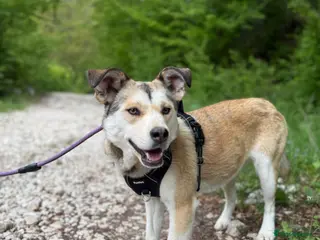 Mixed Breed dogs Eska is looking for a home with another dog in Brighton - Advert 19