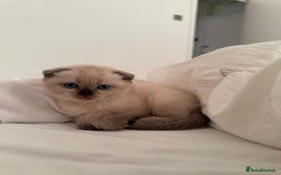 Scottish Fold cats for sale: Half Scottish half British short hair  in London - Image 36