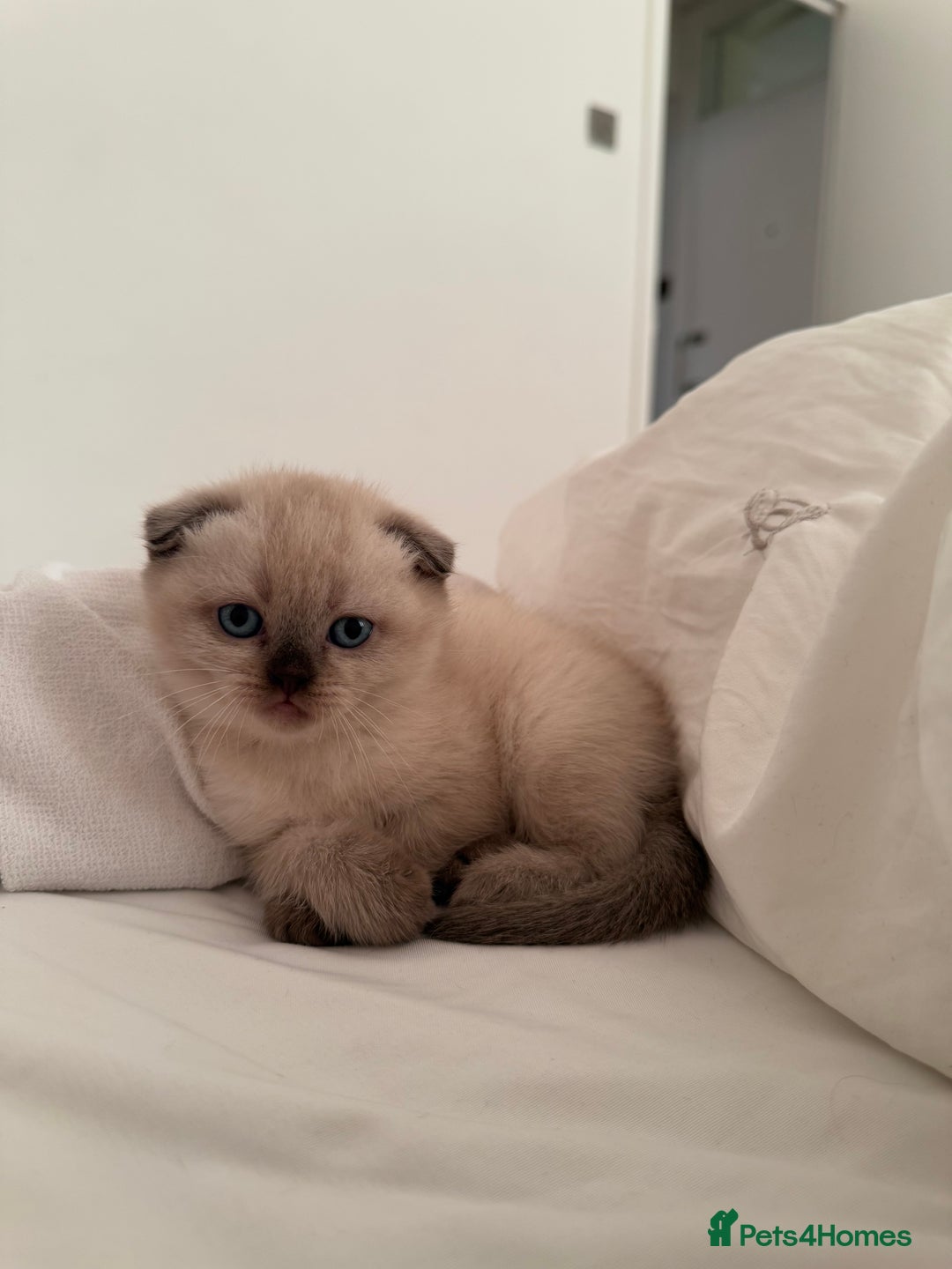 Scottish Fold cats for sale: Half Scottish half British short hair  in London - Image 36