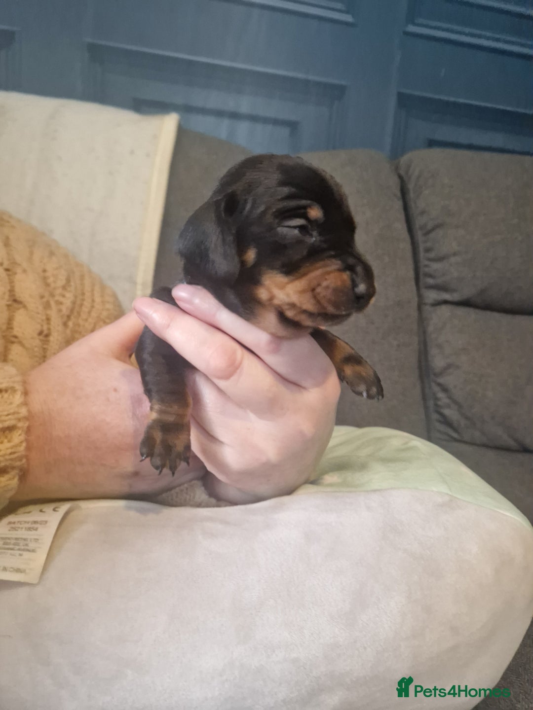Miniature Dachshund dogs for sale: Miniature dachshund  - Advert 11