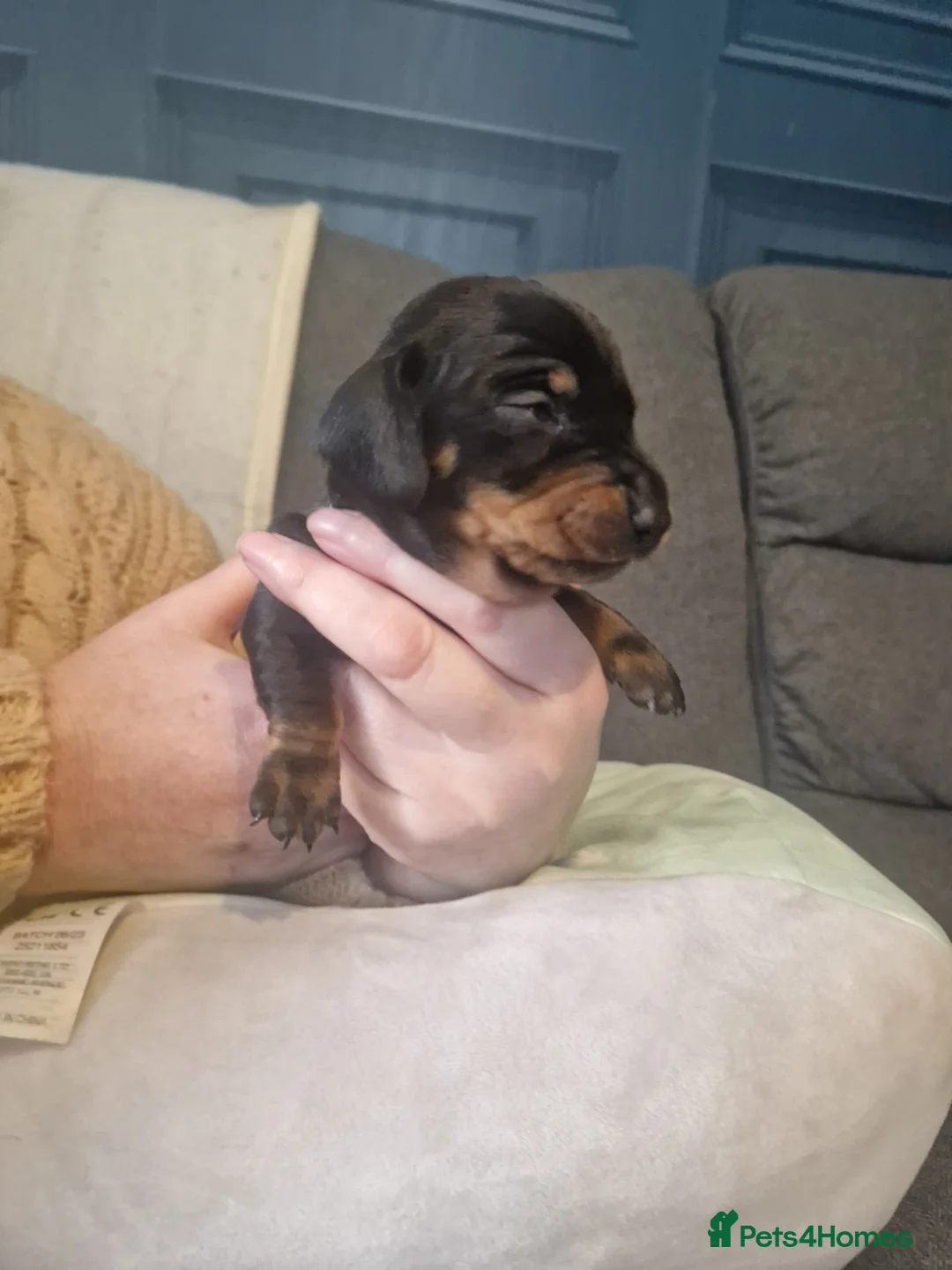 Miniature Dachshund dogs for sale: Miniature dachshund  - Advert 12