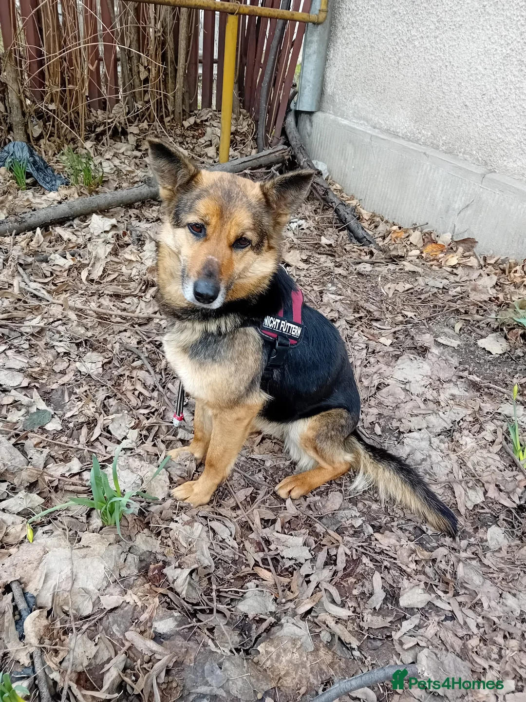 Mixed Breed dogs for adoption: Saved from traffic, now ready for a Loving Home in Nottingham - Advert 2