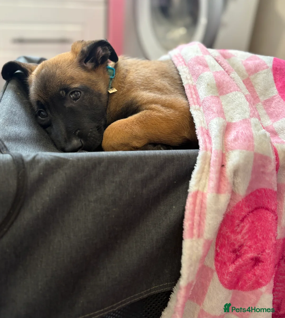 Belgian Shepherd Dog dogs for sale: Belgian Malinois Puppies - Ready to leave! - Advert 11