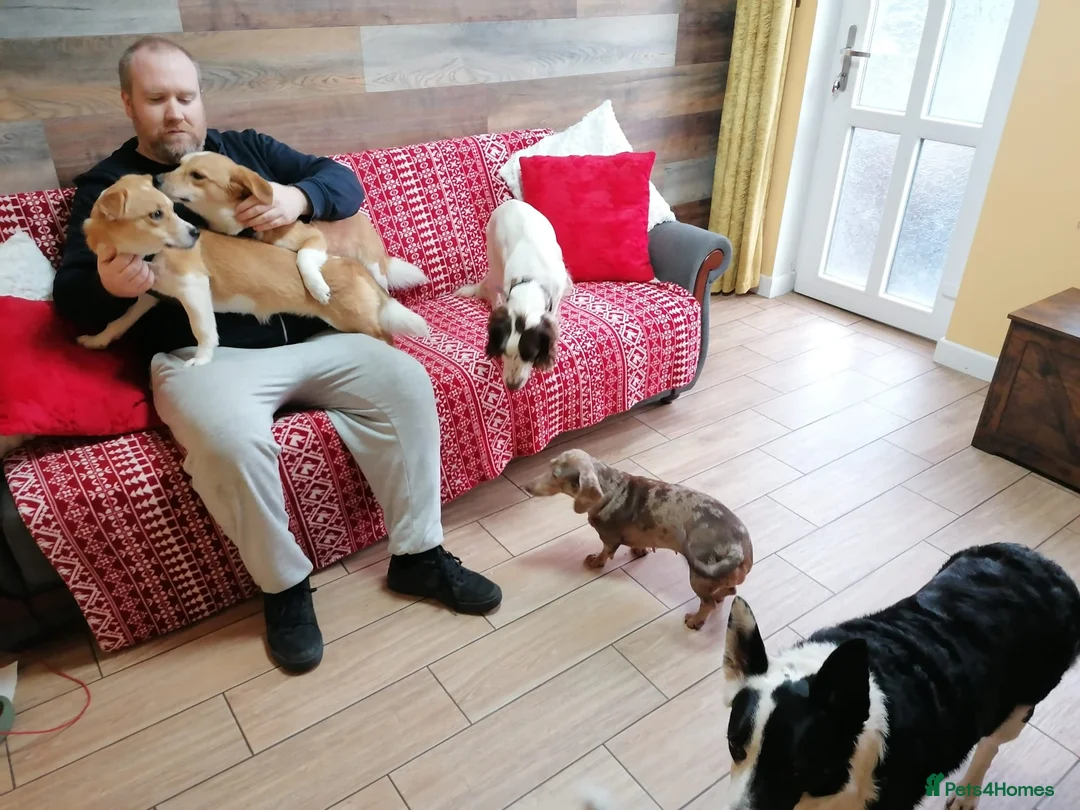 Mixed Breed dogs for adoption: ❤️MEYA & KALLIE❤️-SMALL SISTERS SEEK A KIND HOME - Advert 28