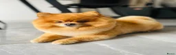 Pomeranian dogs for sale: Pomeranian puppies for sale - Advert 2