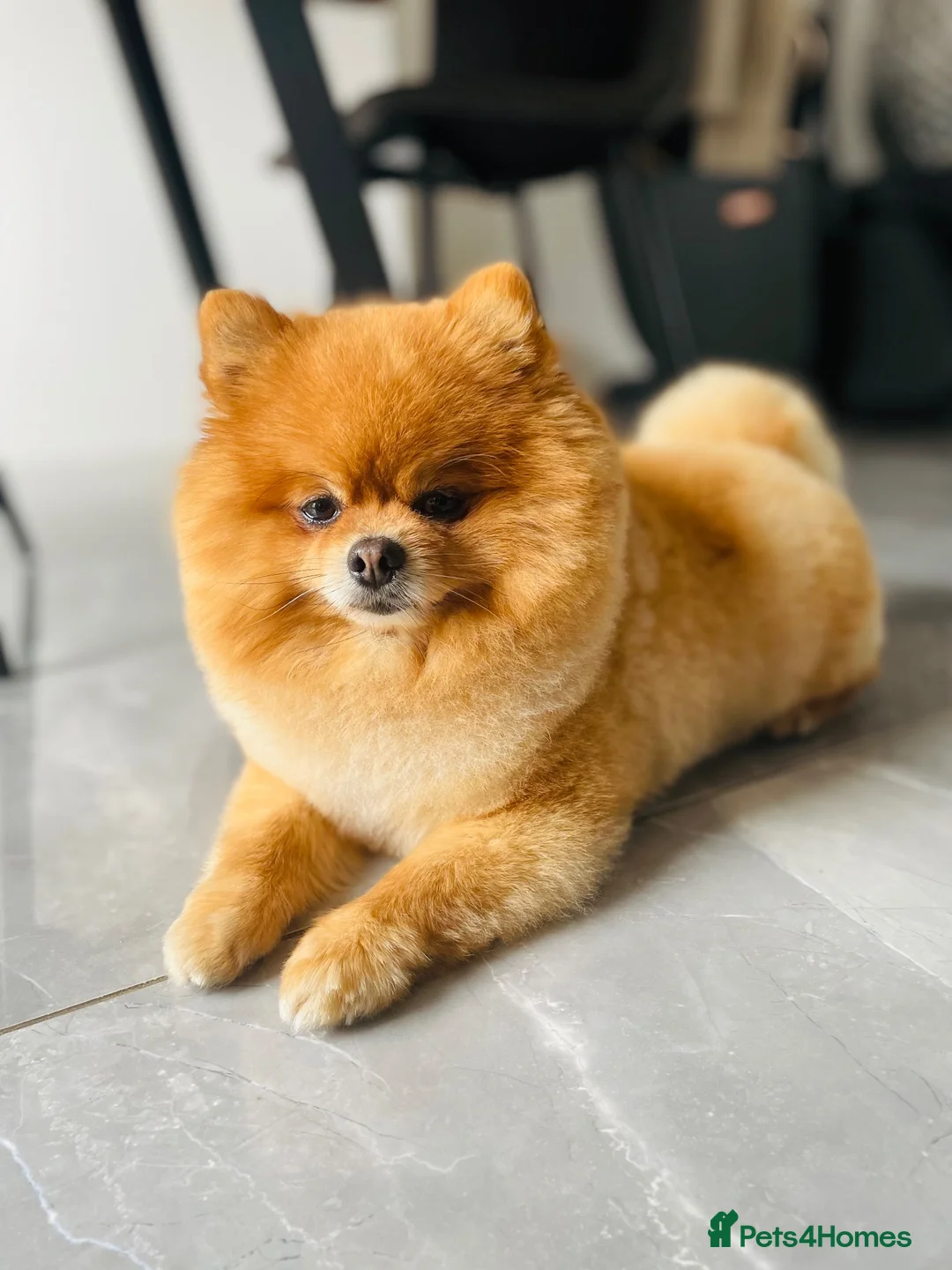 Pomeranian dogs for sale: Pomeranian puppies for sale - Advert 2