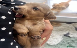 Miniature Dachshund dogs for sale: Long hair cream mini dachshund puppies 30th july in Liverpool - Image 8