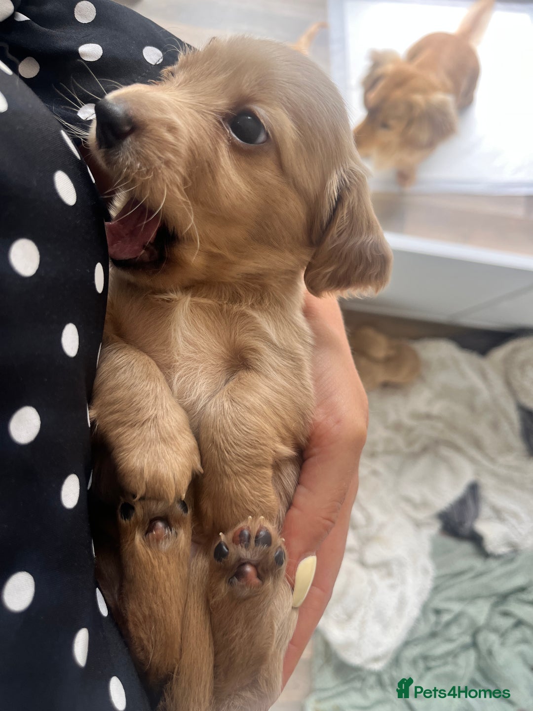 Miniature Dachshund dogs for sale: Long hair cream mini dachshund puppies 30th july in Liverpool - Image 8