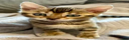 Bengal cats for sale: UPDATE 3 Gorgeous Bengal Kittens ready to reserve - Advert 4