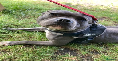 Staffordshire Bull Terrier dogs - Advert 11