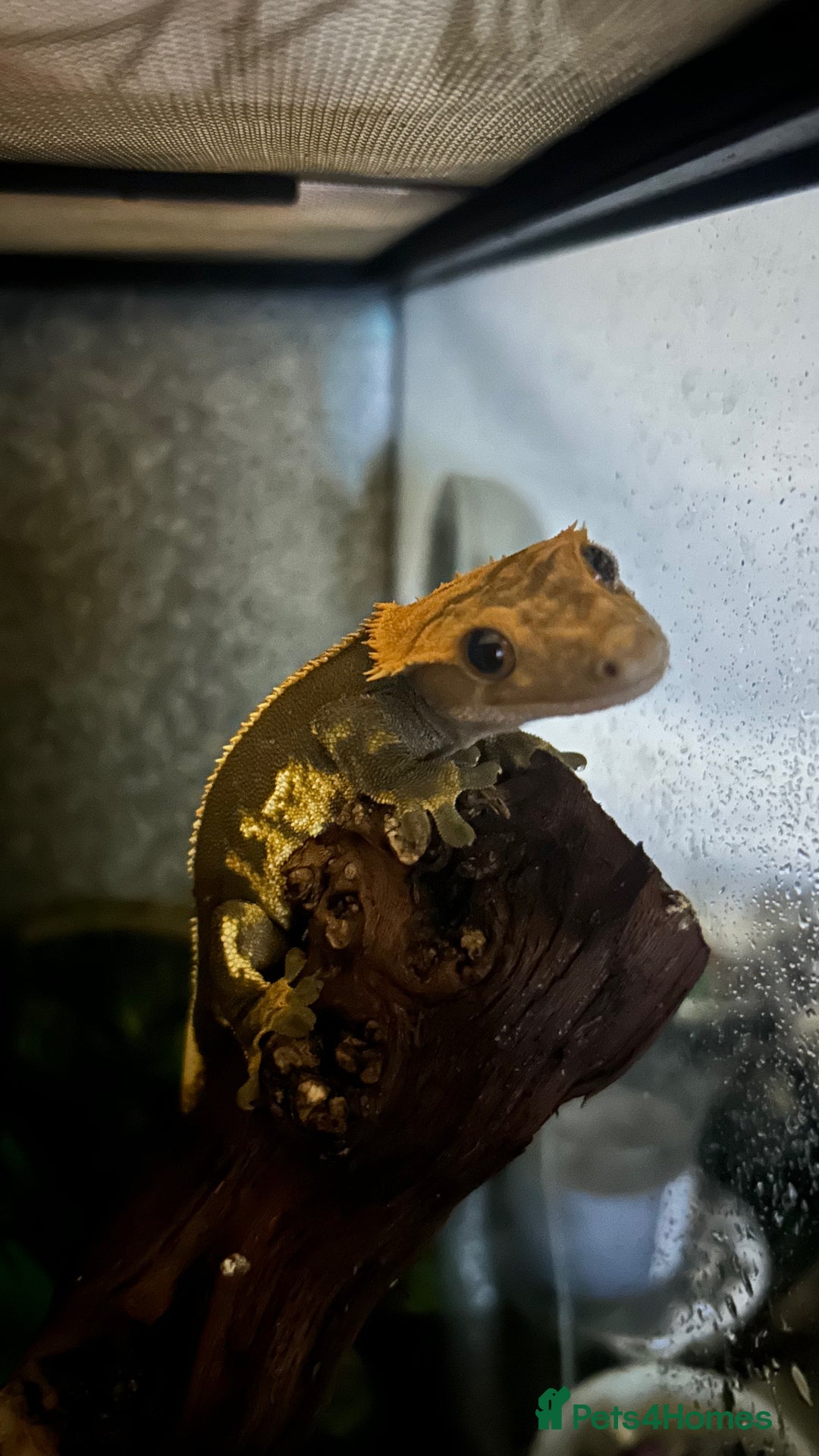 Gecko reptiles for sale: Crested Gecko  - Advert 3
