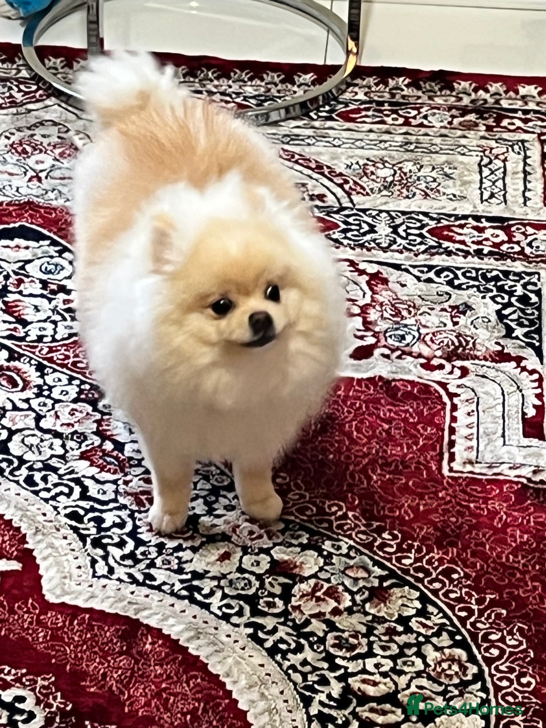 Pomeranian dogs for sale: 8 month old cute Pomeranian boy - Advert 6