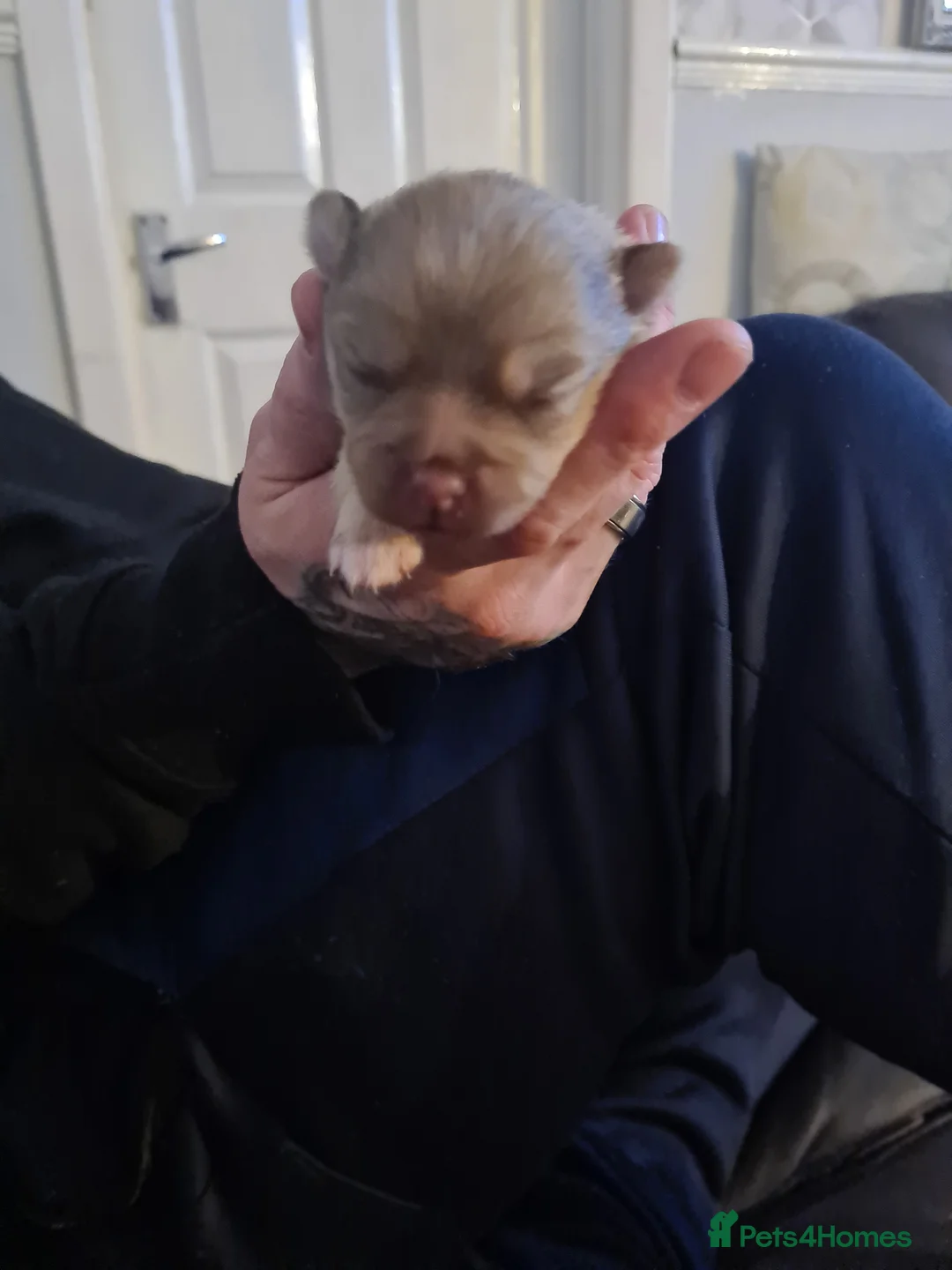 Pomchi dogs for sale: Two male pomchi  - Advert 4