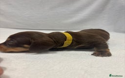 Dachshund dogs for sale: Dachshund puppies  - Image 11