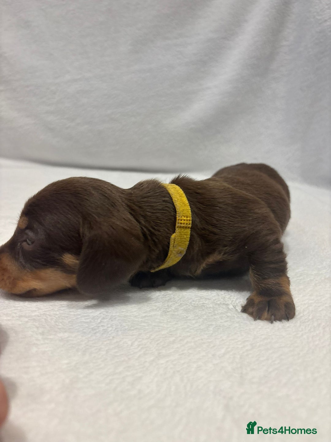 Dachshund dogs for sale: Dachshund puppies  - Image 11