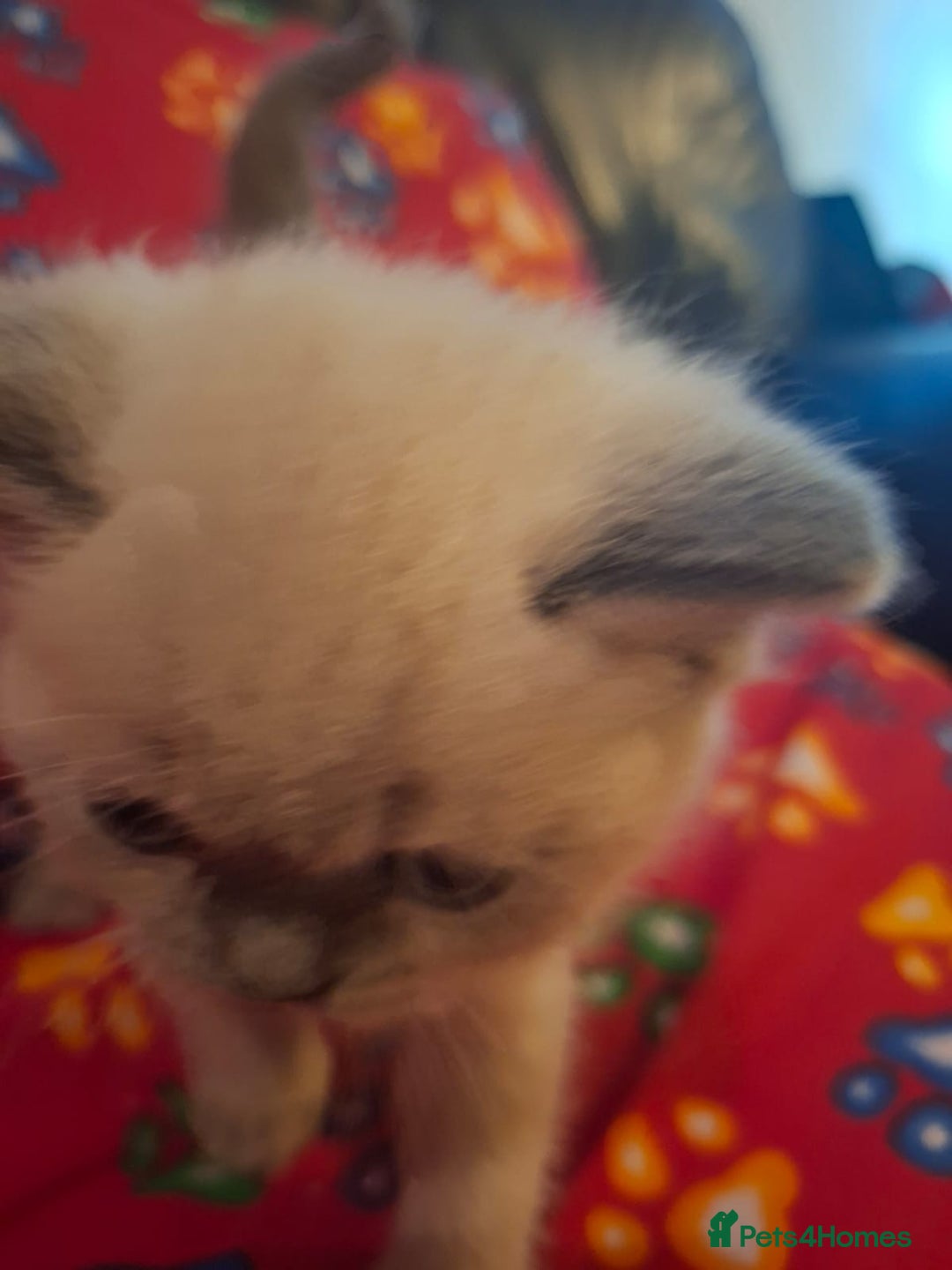 British Shorthair cats for sale: Beautiful short hair and long hair British kittens - Advert 5