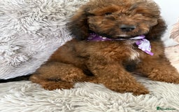 Cockapoo dogs for sale: 6 Beautiful, f1b fully DNA &HEATH CLEAR PARENTS.  - Image 3