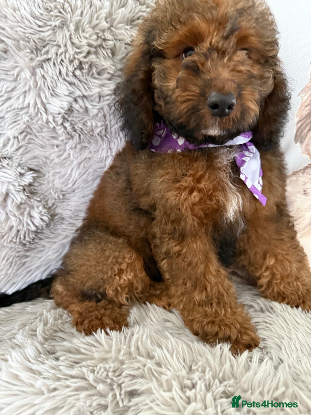 Cockapoo dogs for sale: 6 Beautiful, f1b fully DNA &HEATH CLEAR PARENTS.  - Image 3
