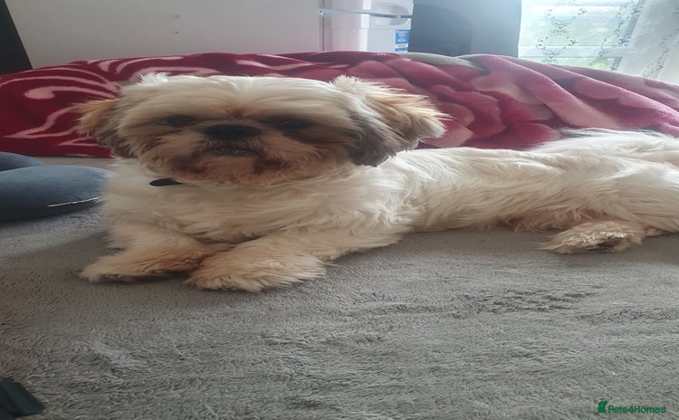 Shih Tzu dogs - Advert 1