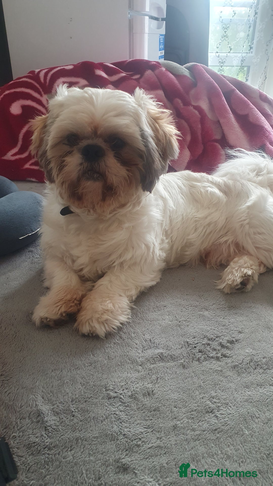 Shih Tzu dogs for sale: Dog for sale  - Image 1