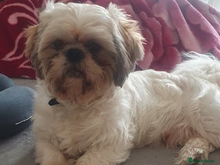Shih Tzu dogs - Advert 4