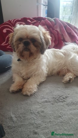 Shih Tzu dogs - Advert 6