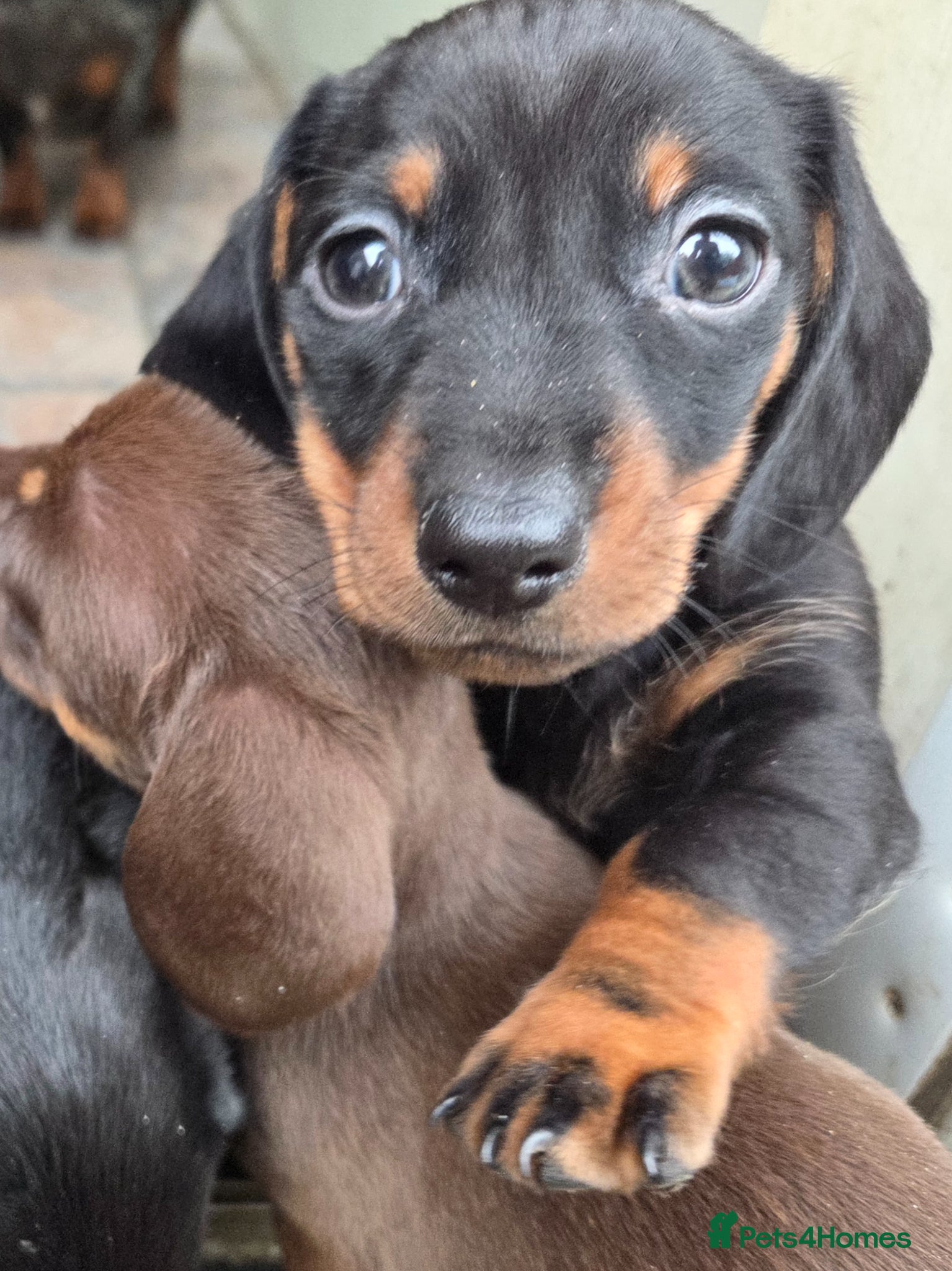 Miniature Dachshund dogs Miniature Dachshunds - Advert 2