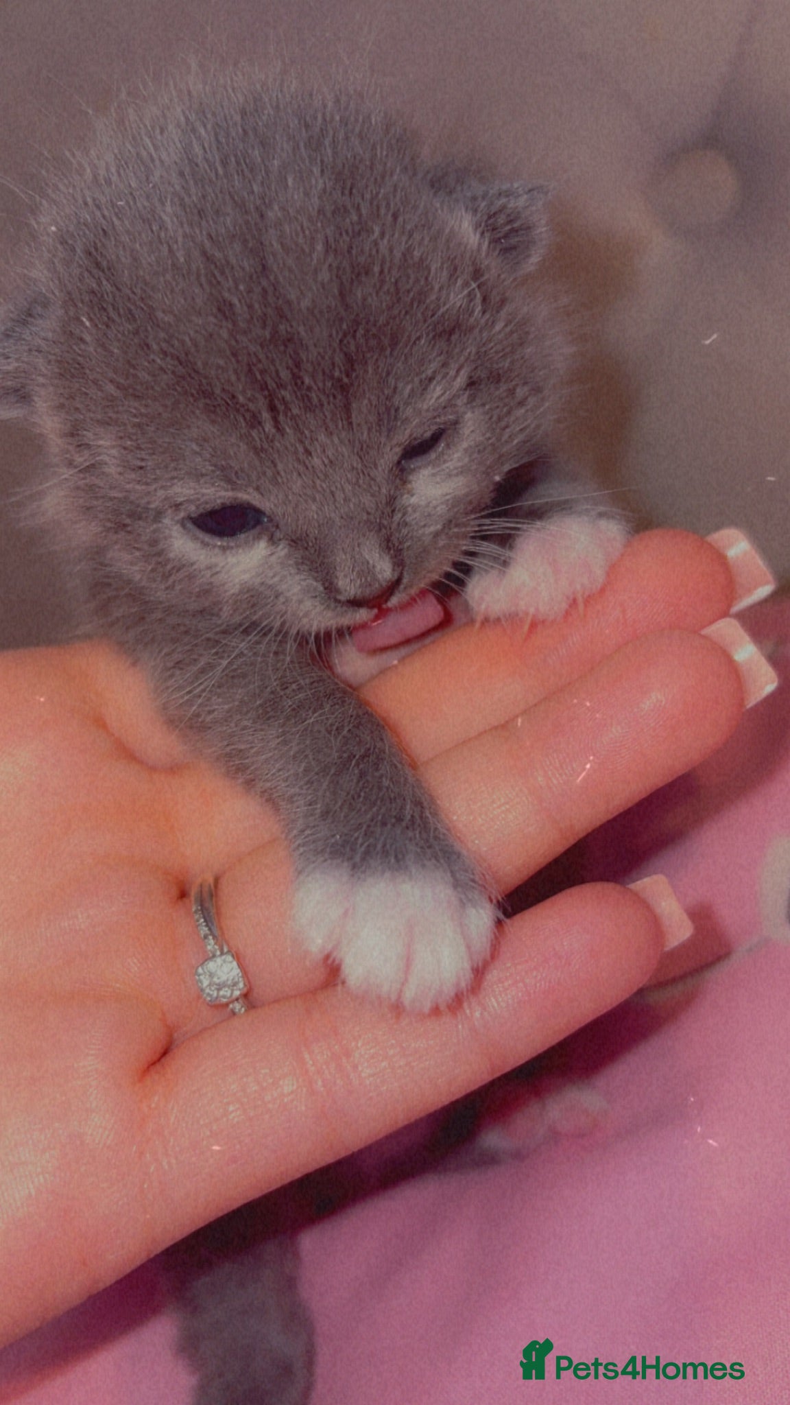 British Shorthair cats Kitten  - Advert 1