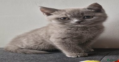 British Shorthair cats - Advert 5