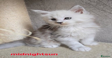 Maine Coon cats - Advert 16