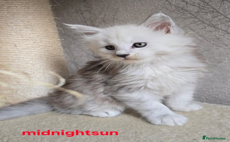 Maine Coon cats - Advert 10