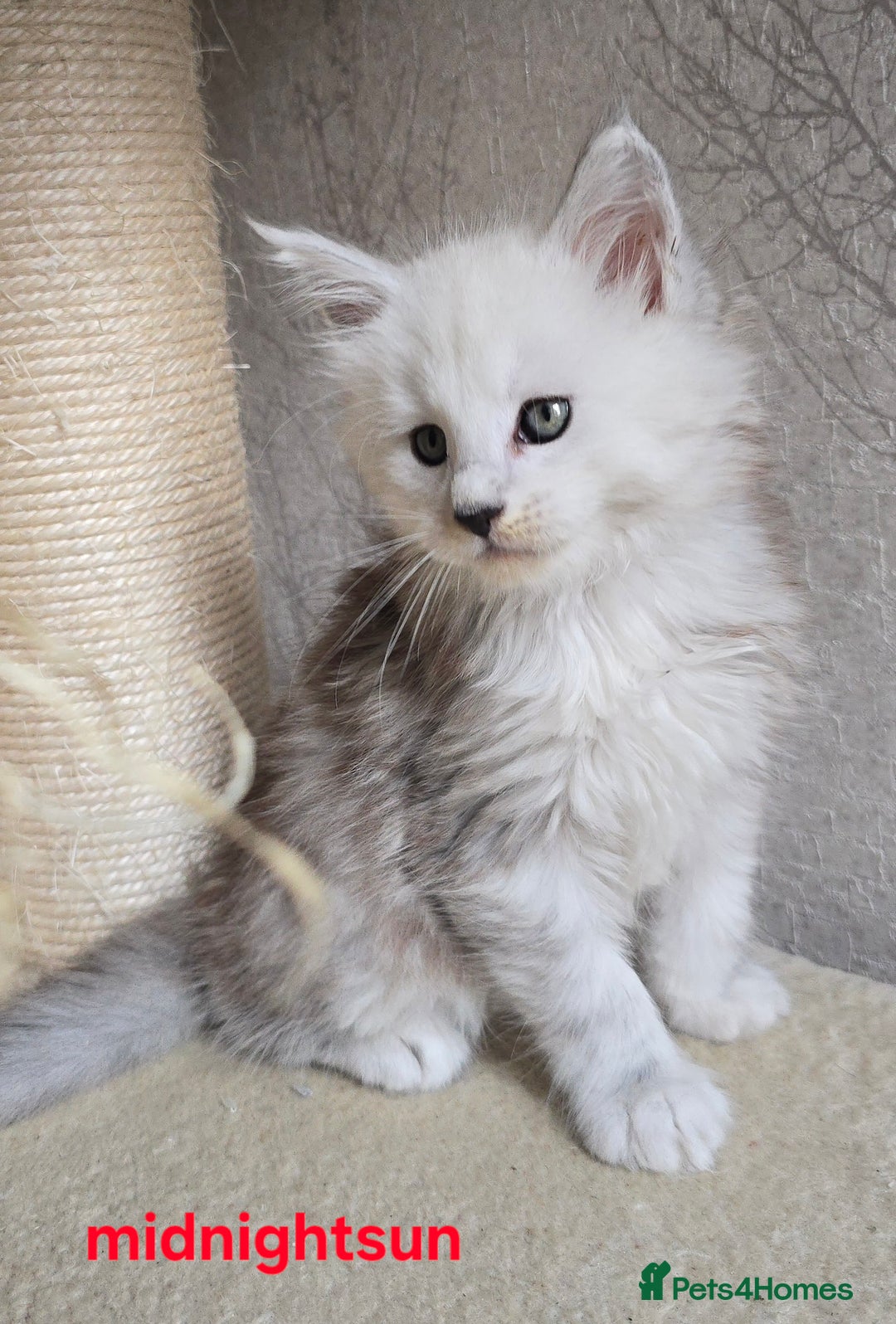 Maine Coon cats for sale: RARE Maine Coon Kittens Black Shaded  - Image 3