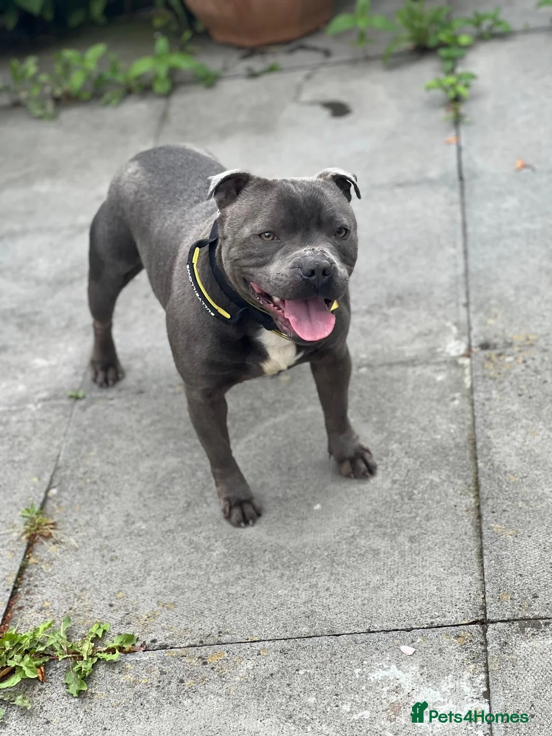 Staffordshire Bull Terrier dogs for stud: BEAUTIFUL BULLSCAFF SON UP FOR STUD in Birmingham - Advert 3