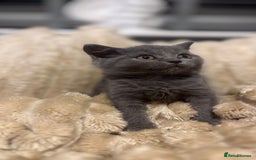 British Shorthair cats for sale: GCCF Registered 5 Generation British Shorthair - Image 8