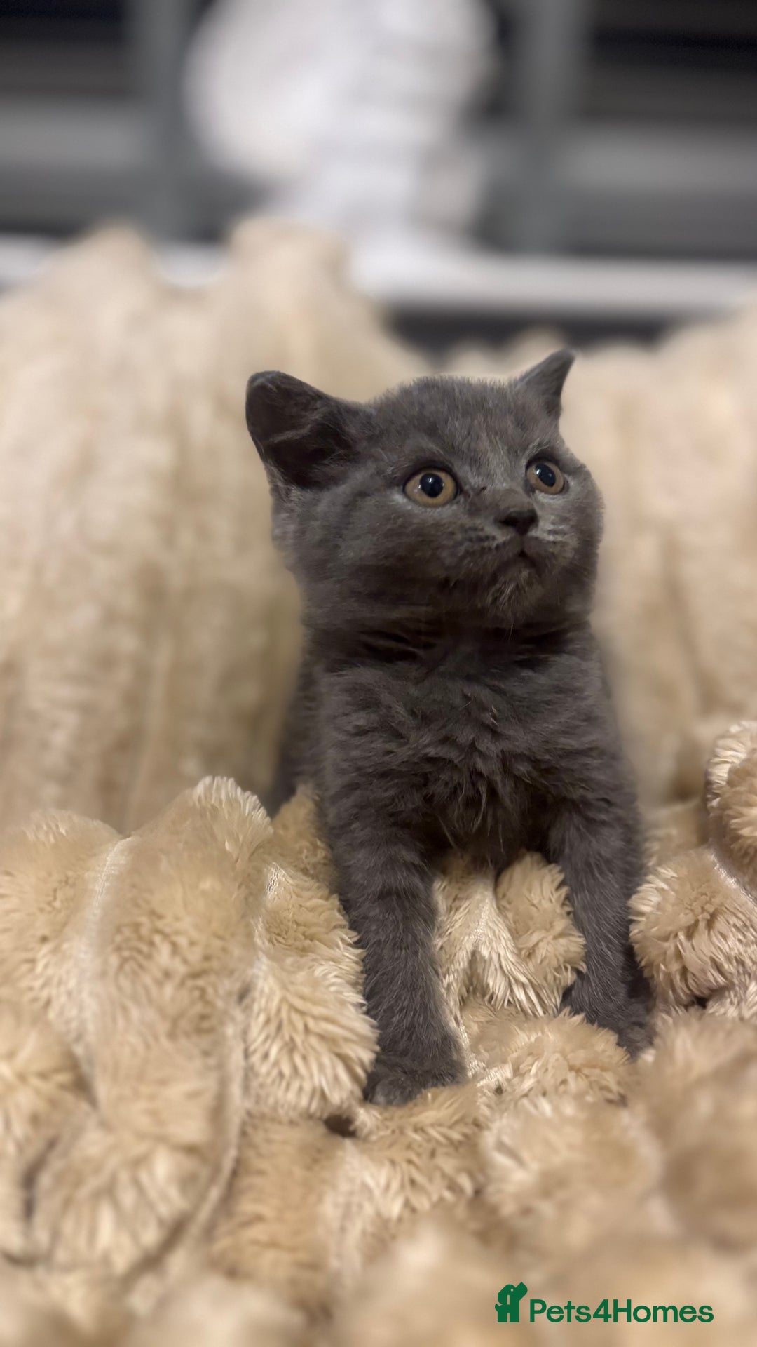 British Shorthair cats for sale: GCCF Registered 5 Generation British Shorthair - Image 8