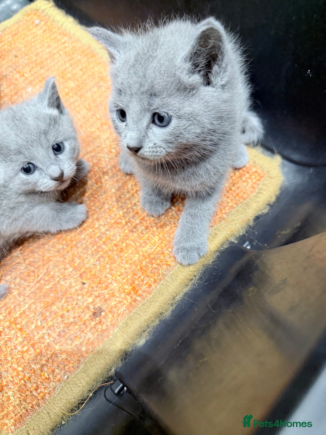 Russian Blue cats for sale: Russian blue kitten for sale,  Champion bloodline - Advert 10