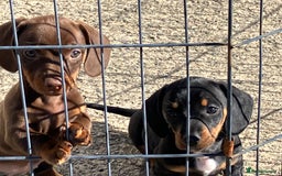Miniature Dachshund dogs for sale: KC Reg’d Mini Dachshund Puppies  - Image 7